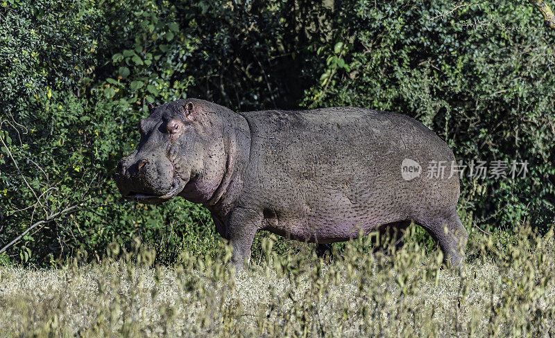 河马(hippopotamus amphibius)，又称河马、普通河马或河河马，是一种大型半水生哺乳动物，原产于撒哈拉以南非洲。在陆地上看到很多苍蝇。纳库鲁湖国家公园，肯尼亚。